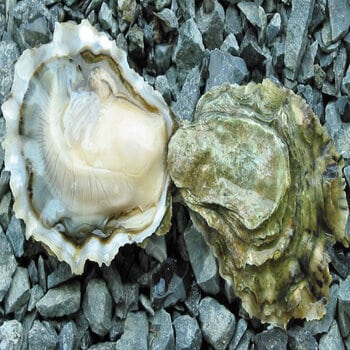 Oysters