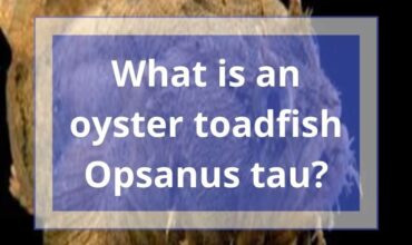 What is an oyster toadfish Opsanus tau? | 6 Interesting Facts