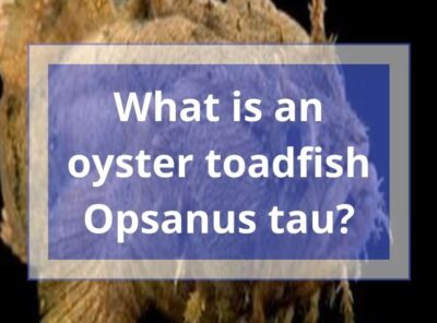 What is an oyster toadfish Opsanus tau? | 6 Interesting Facts