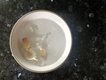 how to easily peel garlic by cold water