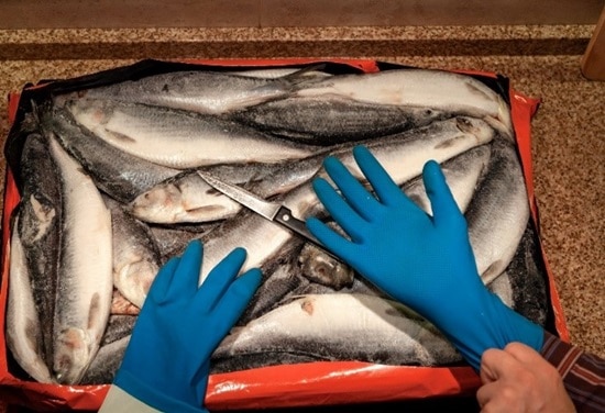 wearing gloves is recommended while scaling fish