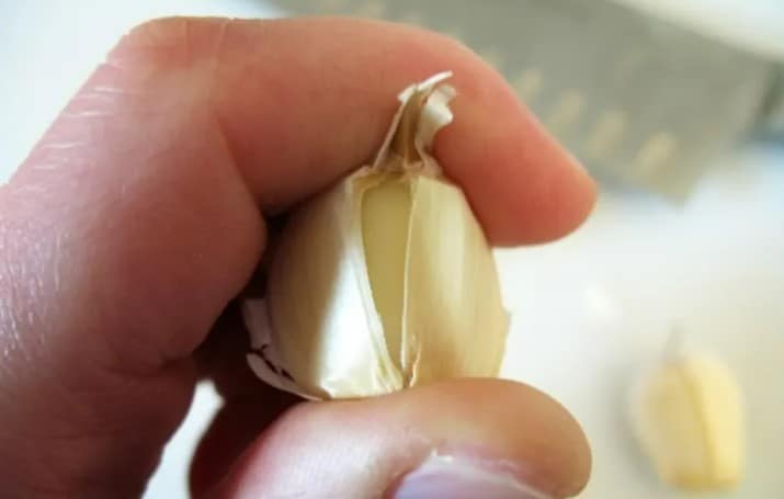 bend and twist  garlic